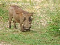 Murchison Falls NP -Уганда